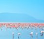 4 Days Lake Naivasha, Lake Nakuru