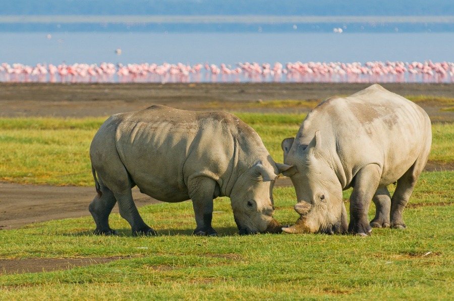 Lake-Nakuru-rhinos