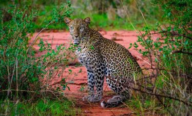 Leopard-Tsavo-West