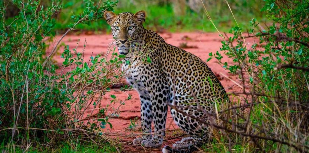 Leopard-Tsavo-West