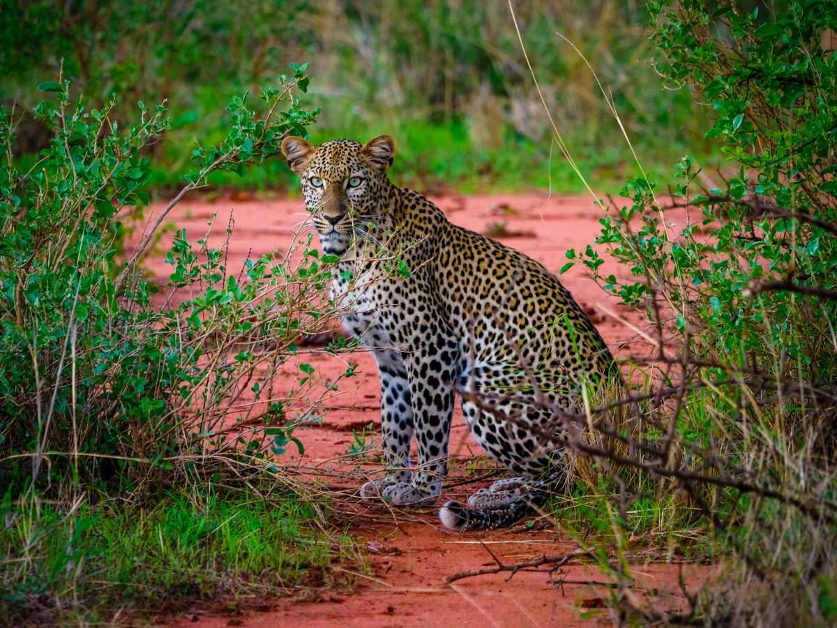 Leopard-Tsavo-West