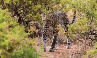 3 Days Samburu Game Reserve