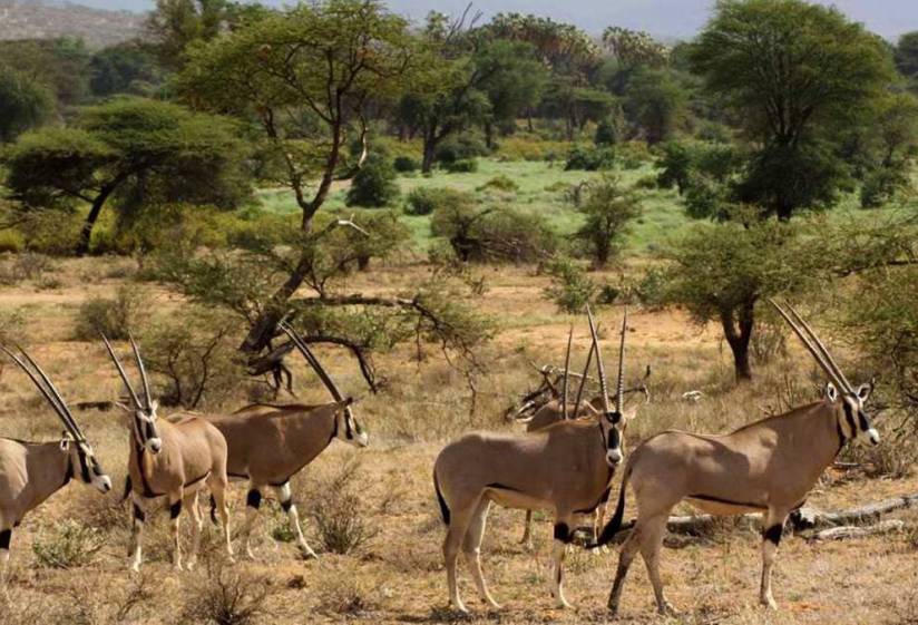 3 Days Tsavo East safari