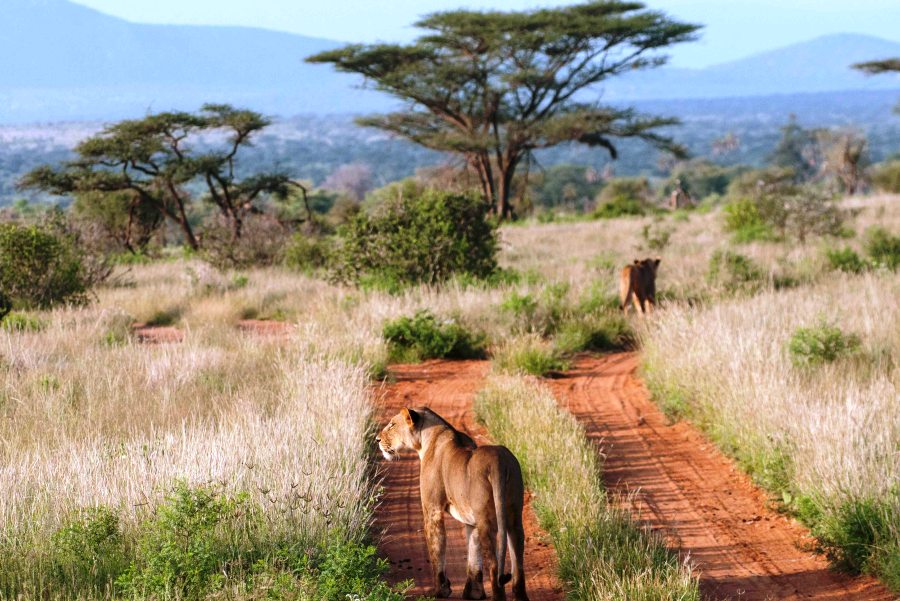 13 Days Amboseli, Samburu