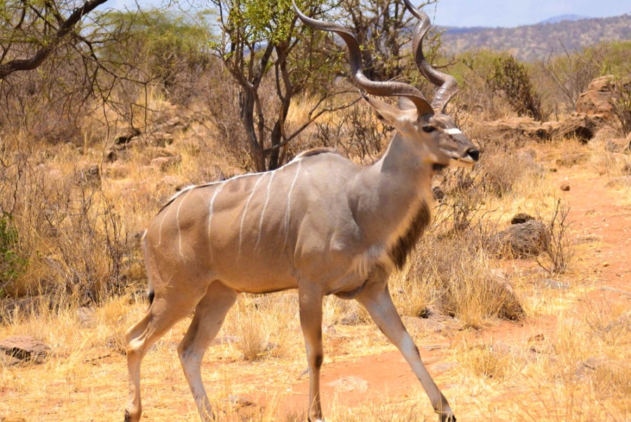 3 Days Samburu National Reserve