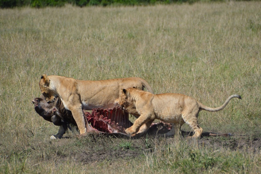 4 Days Lake Naivasha, Lake Nakuru