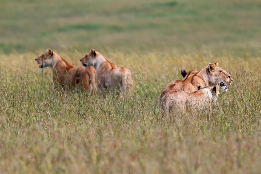 2 Days Masai Mara Flying Safari