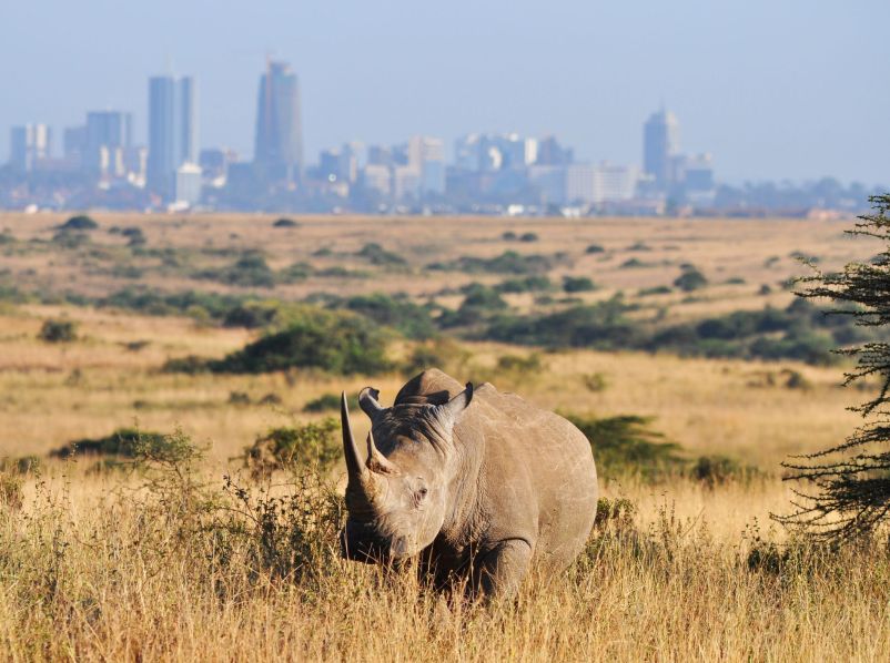 Nairobi National Park Day Tour