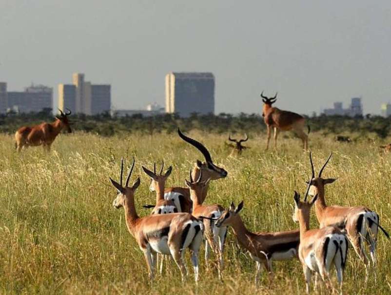 Nairobi National Park Day Tour