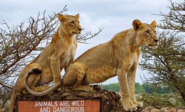 Nairobi National Park Day Tour