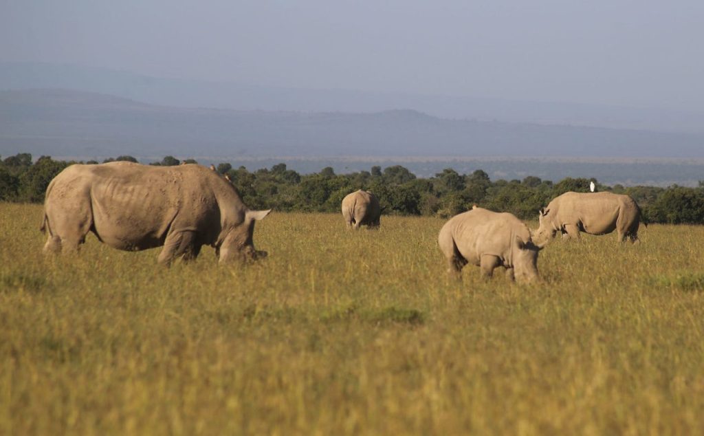 5 Days Ol Pejeta Conservancy