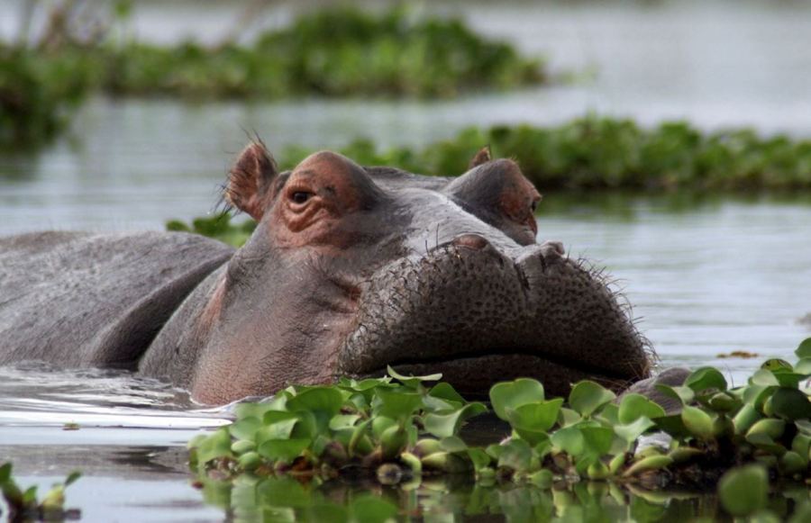 10 Days Ol Pejeta, Nakuru, Masai Mara,
