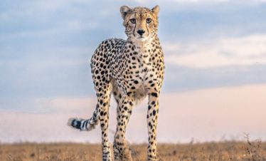 masai mara cheetahs