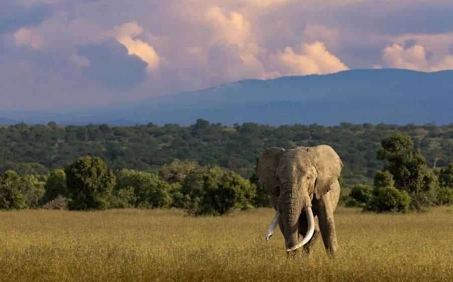 4 Days Ol Pejeta Conservancy