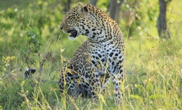 leopard-Masai-Mara.