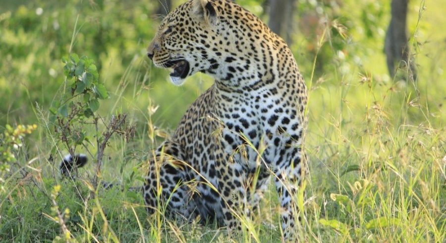leopard-Masai-Mara.