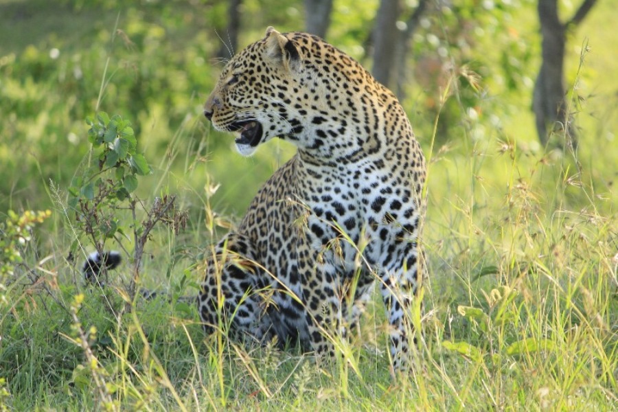 leopard-Masai-Mara.