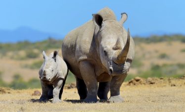 4 Days Ol Pejeta Conservancy