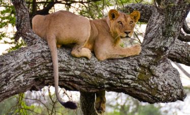 8 Days Masai Mara Lake Manyara