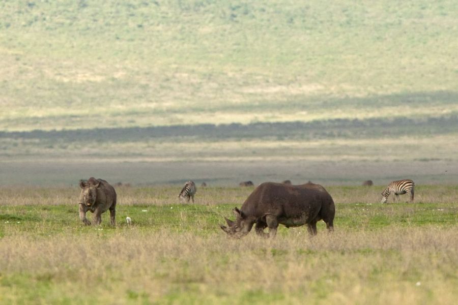 4 Days Serengeti & Ngorongoro
