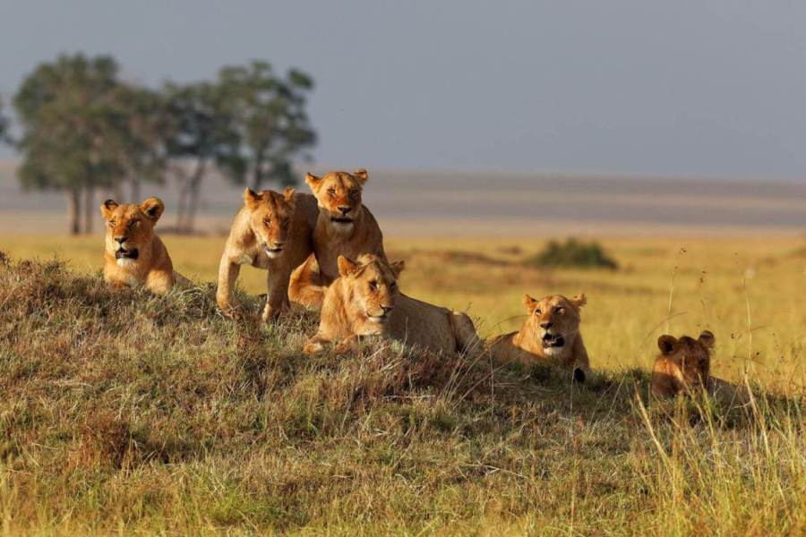 4 Days Serengeti & Ngorongoro