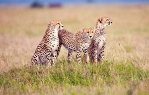4 Days Serengeti & Ngorongoro