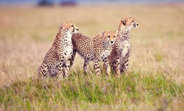 4 Days Serengeti & Ngorongoro