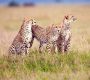 masai mara cheetahs