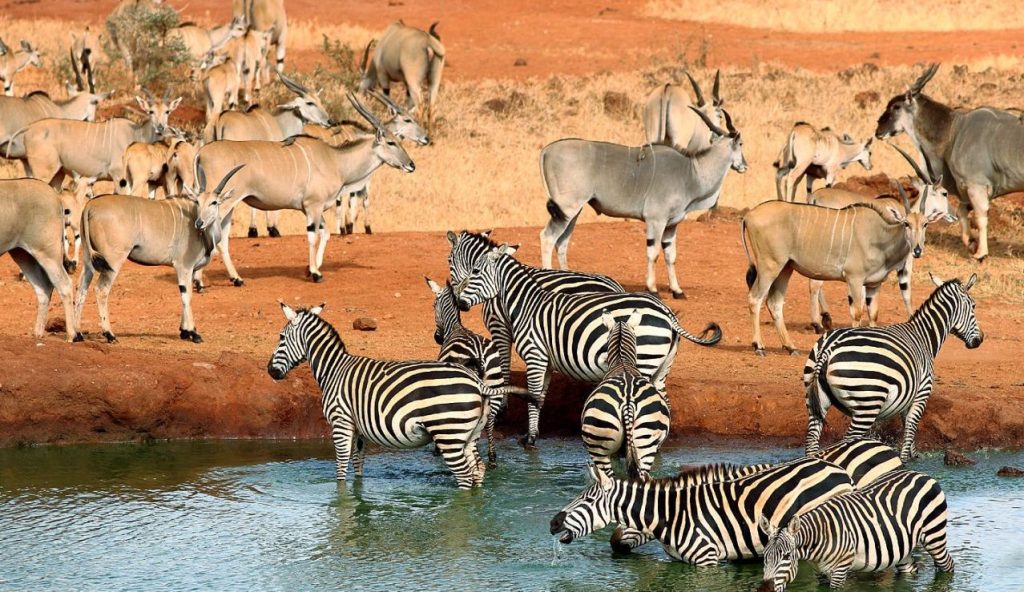 3 Days Tsavo East National park Safari