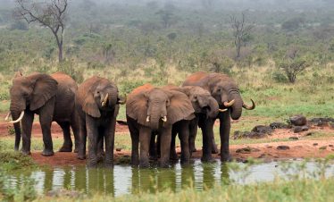 3 Days Tsavo East National park Safari