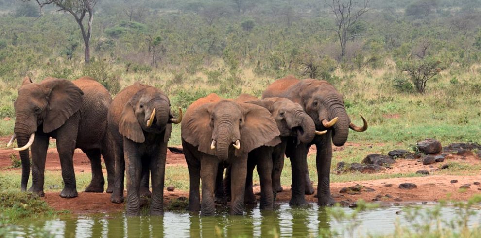 3 Days Tsavo East National park Safari