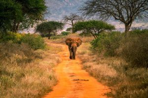 3 Days Tsavo East safari