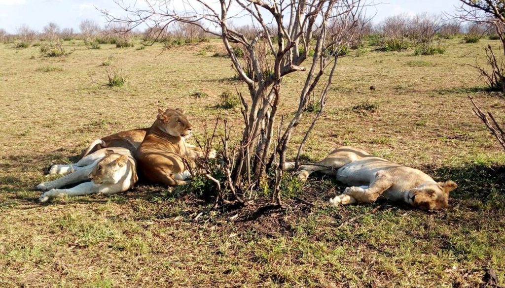 3 Days Tsavo East National park Safari