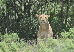 6 Day Private Safari in Tanzania Extravaganza