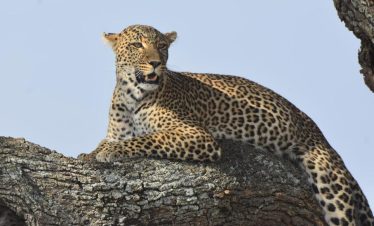 5 Days Big Five Safari