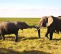 Amboseli National Park