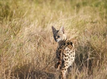 Serval Cat