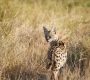 Serval Cat