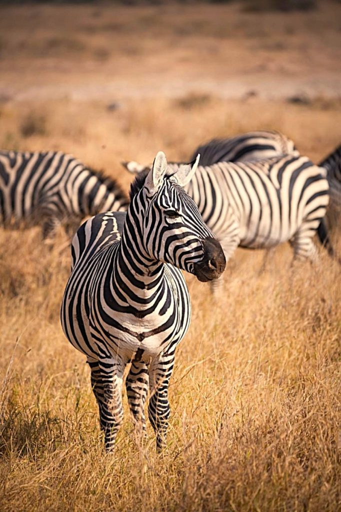 Private Safari in Tanzania Extravaganza