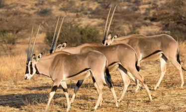 Samburu Game Reserve