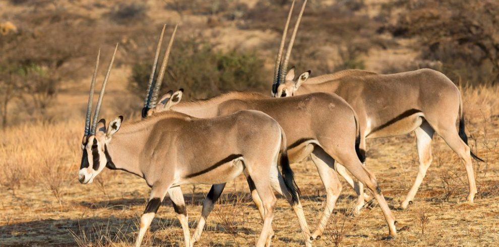 Samburu Game Reserve