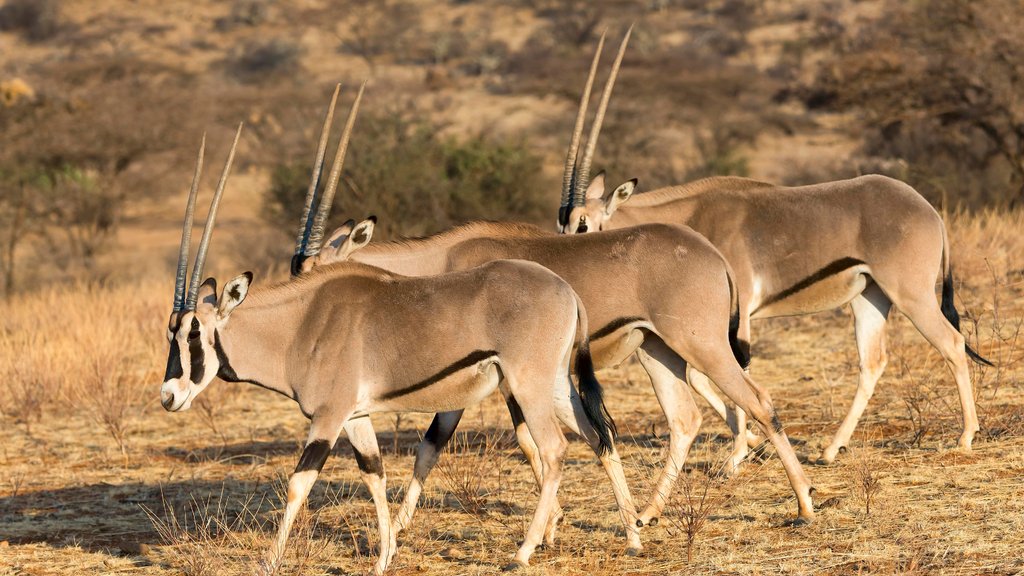 Samburu Beisa Oryx