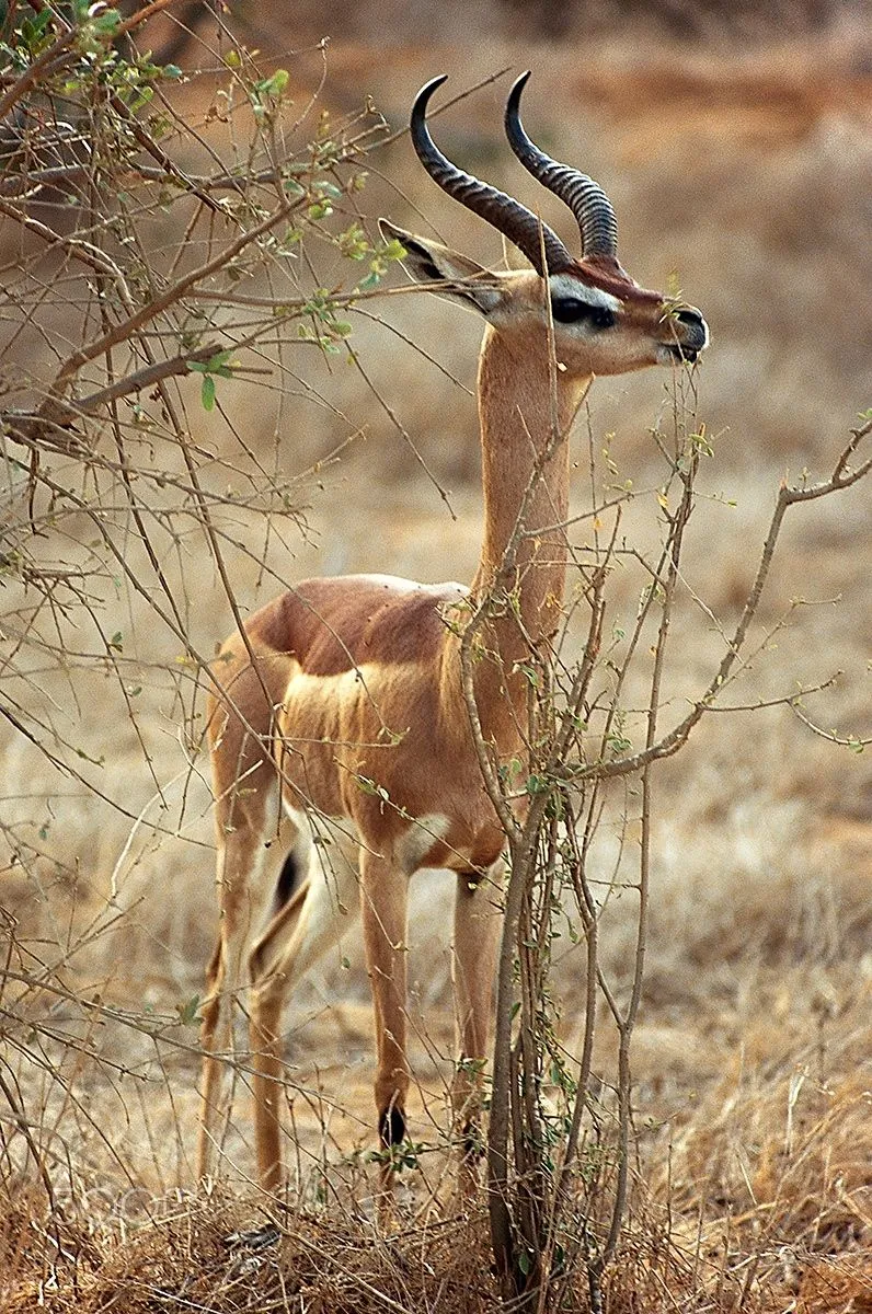 Samburu Gerenuk (Giraffe Gazelle)