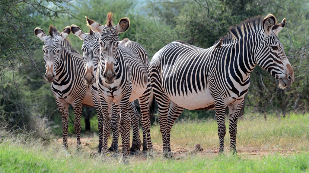 grevys-zebra - Samburu National Game Reserve Safari