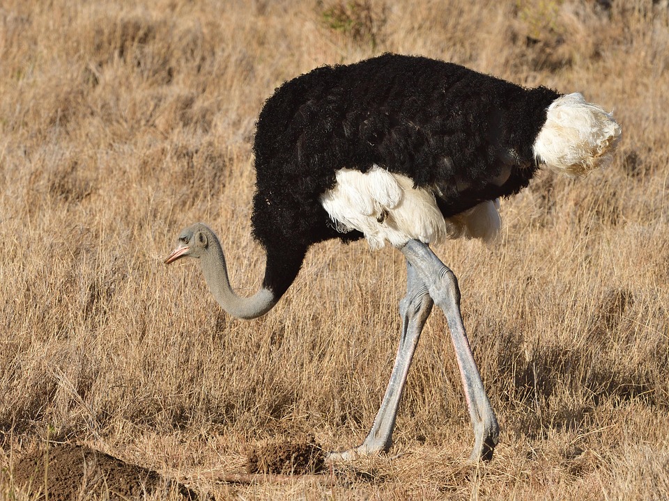 Samburu Somali Ostrich