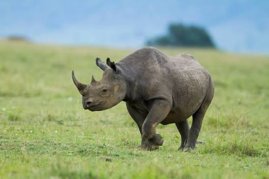 Black-Rhino