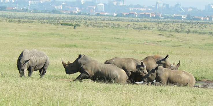 Rhinos in Nairobi National Park 