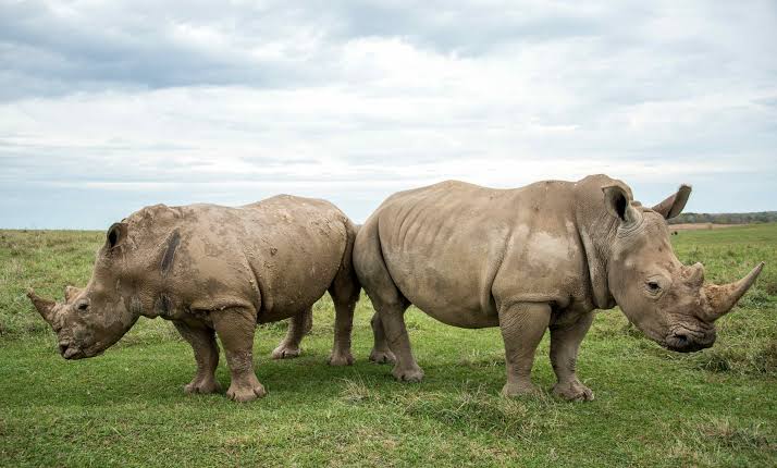 White-Rhino