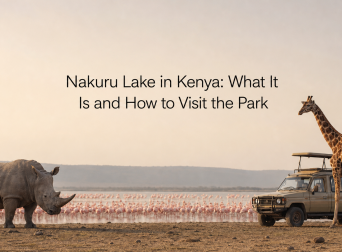 Nakuru Lake in Kenya: What It Is and How to Visit the Park