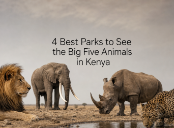 4 Best Parks to See the Big Five Animals in Kenya